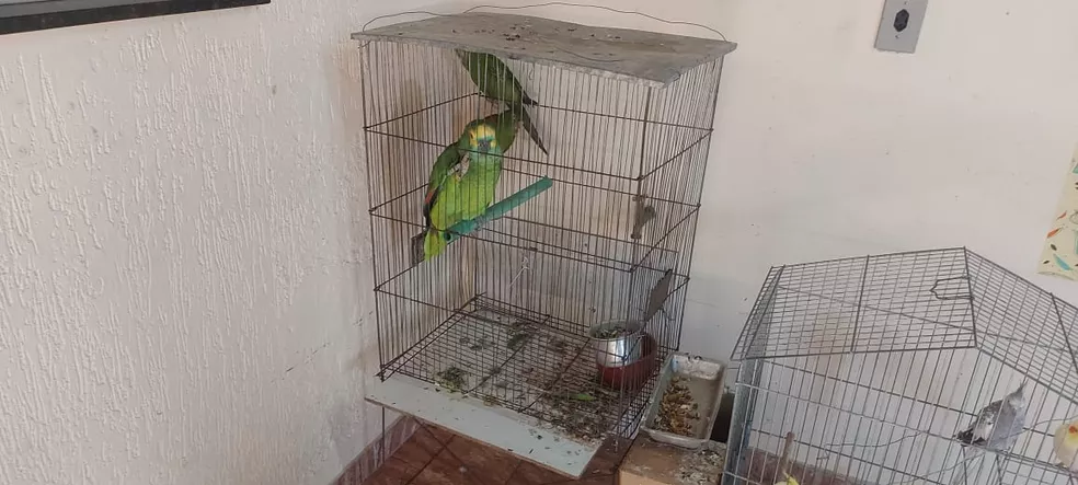 Homem é multado por manter aves em cativeiro em Iracemápolis