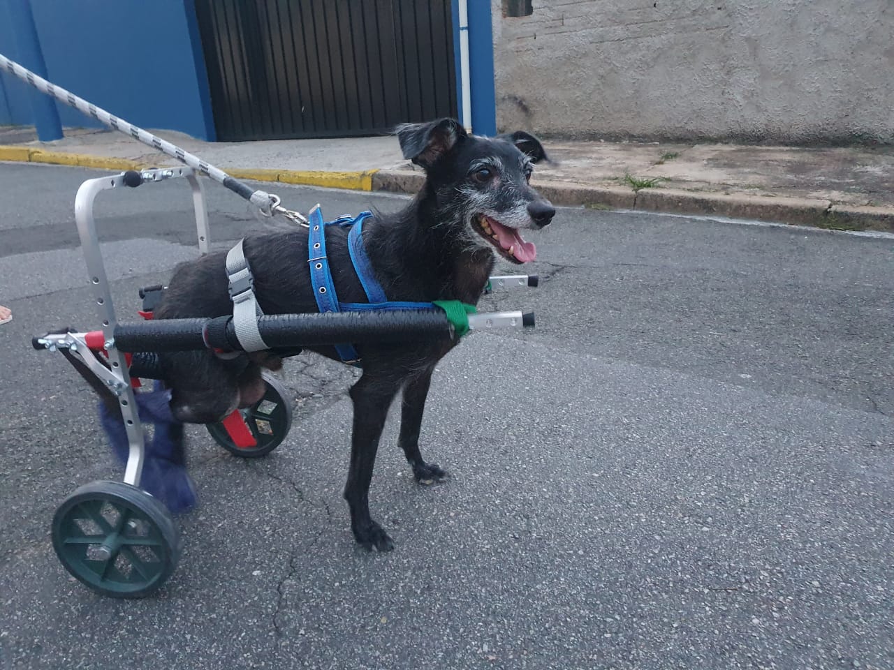 Motorista que atropelar animal e não prestar socorro poderá ser multado