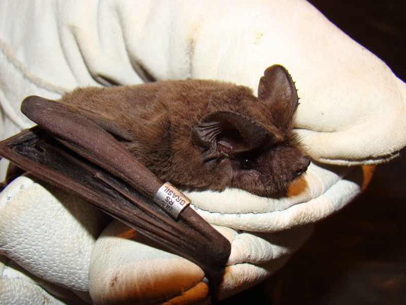 Piracicaba confirma 2º caso de morcego com raiva em 2022