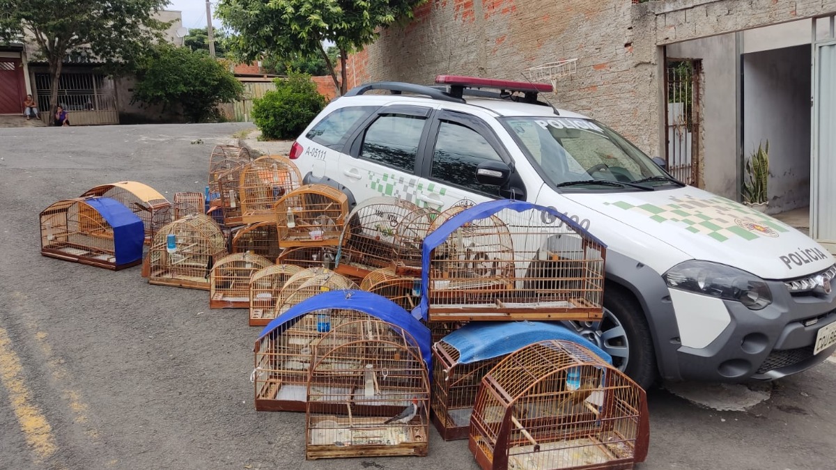 Polícia Ambiental resgata pássaros mantidos em cativeiro em Monte Mor
