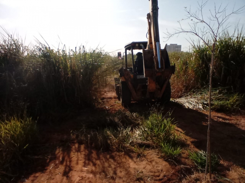 Hortolândia pretende plantar 50 mil árvores nativas