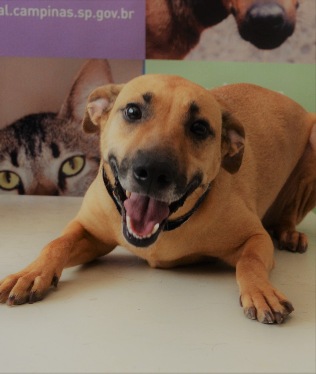 Prefeitura faz 800 castrações de cães e gatos na região do Nova Europa