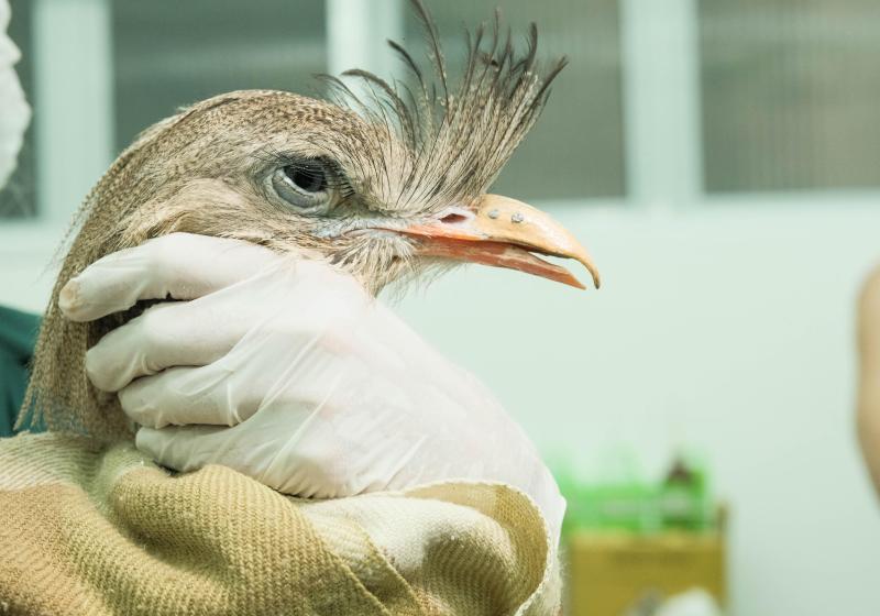 Como a tecnologia está ajudando na preservação animal?