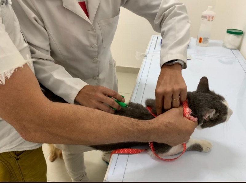 Mutirão vai chipar animais gratuitamente em Vinhedo neste fim de semana