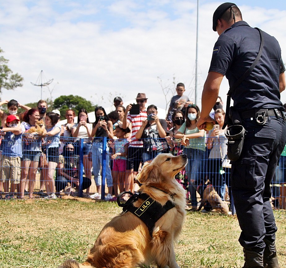 Morre cão Lilo, símbolo da Guarda Civil de Indaiatuba