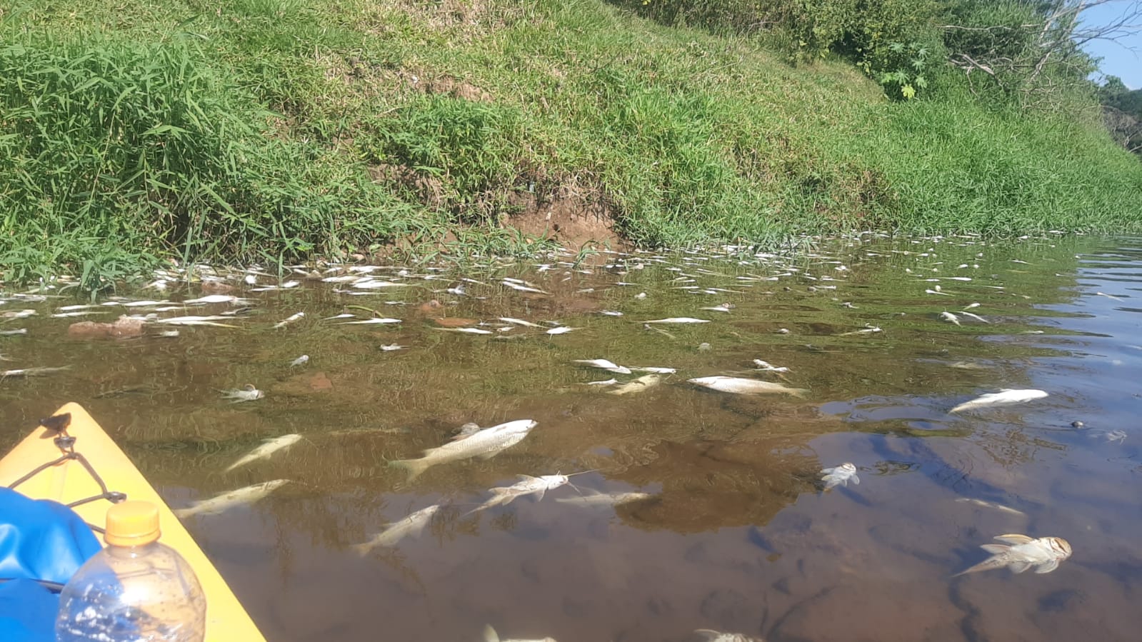 Prefeitura de Piracicaba pede explicações sobre morte de peixes