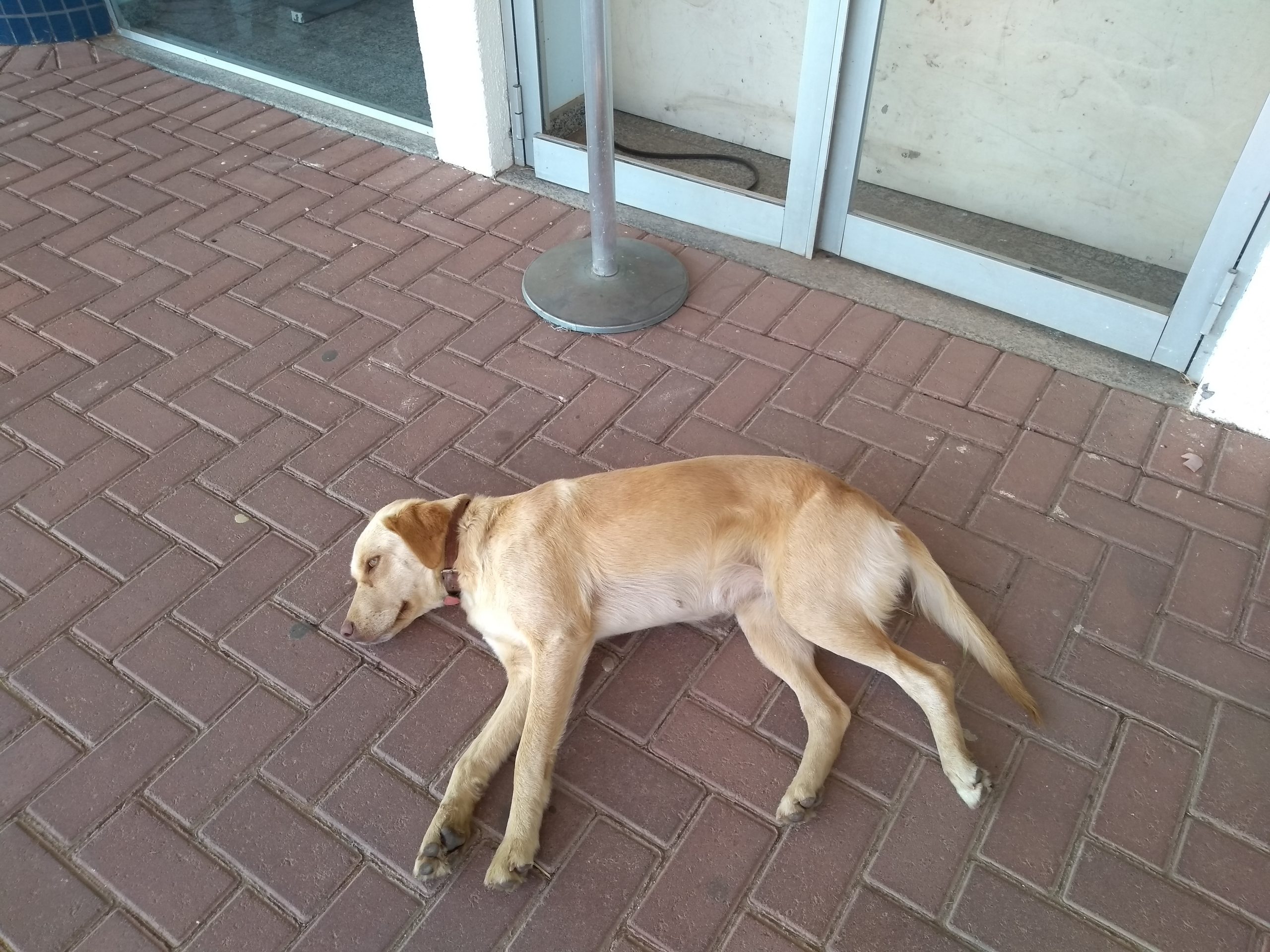 Prefeitura publica decreto que regulamenta banco de doação de ração e utensílios