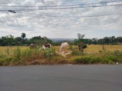 Trecho da Amoreiras sem BRT tem problemas de estrutura e manutenção