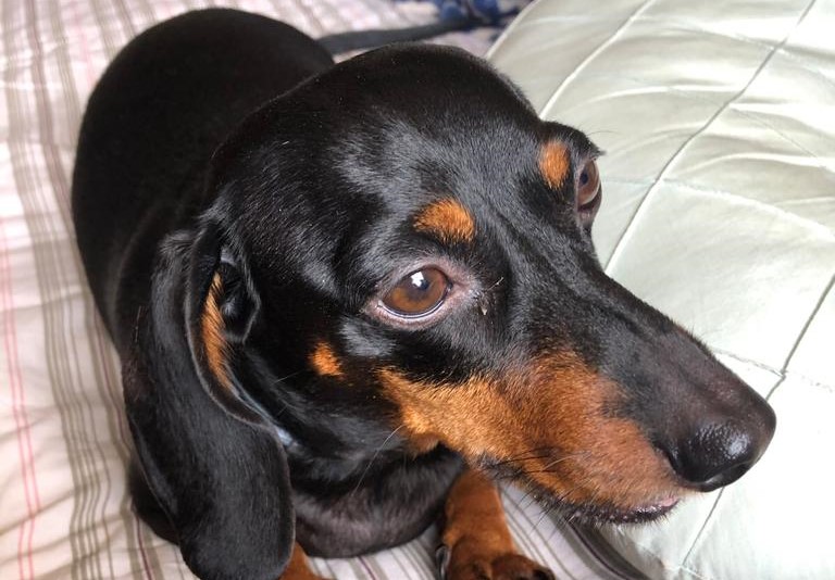 Abandono de animais após as férias 