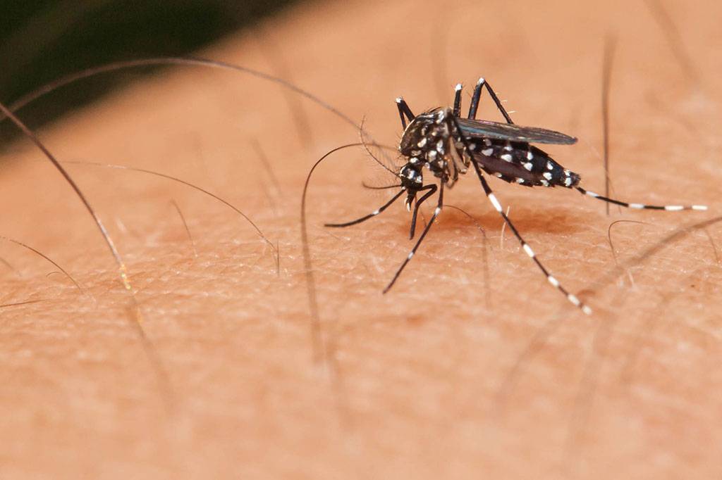 Limeira confirma terceira morte por dengue em 2024