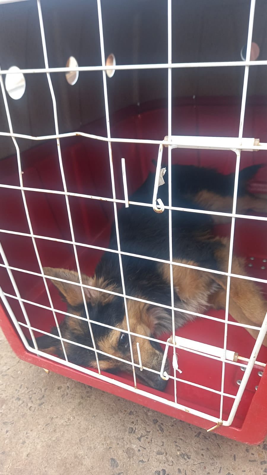 Em resgate a cadela presa em vergalhão de ferro, Guarda descobre maus-tratos em Piracicaba