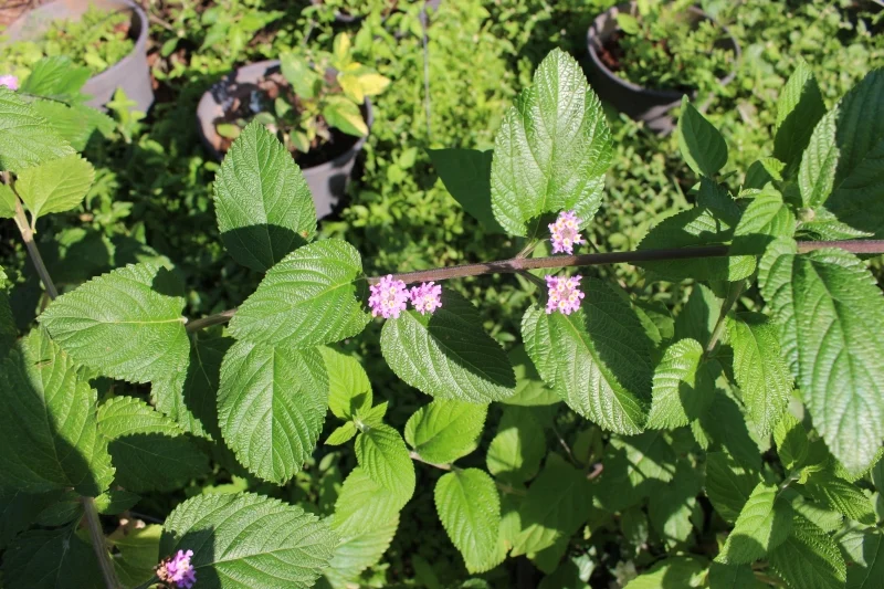 IAC lança a primeira cultivar de erva-cidreira e promete mais aroma e sabor