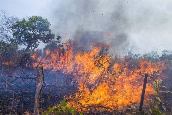 Incêndio atinge área de mata do Exército em Campinas