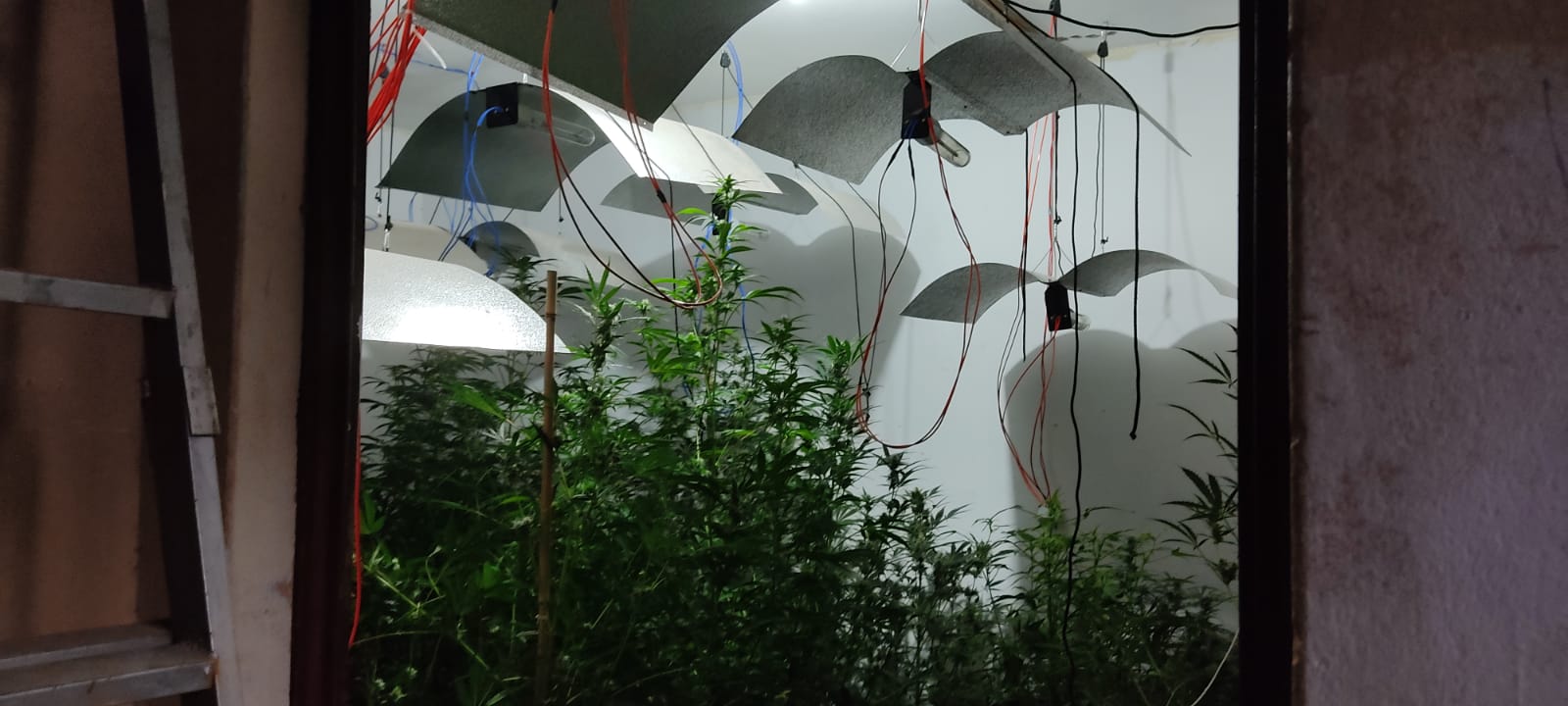 Polícia Militar encontra “fábrica” de maconha em Campinas