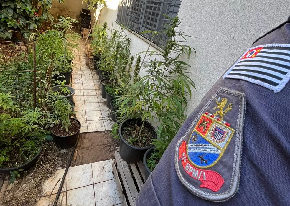 Policiais militares de folga descobrem que casa para alugar era estufa de drogas