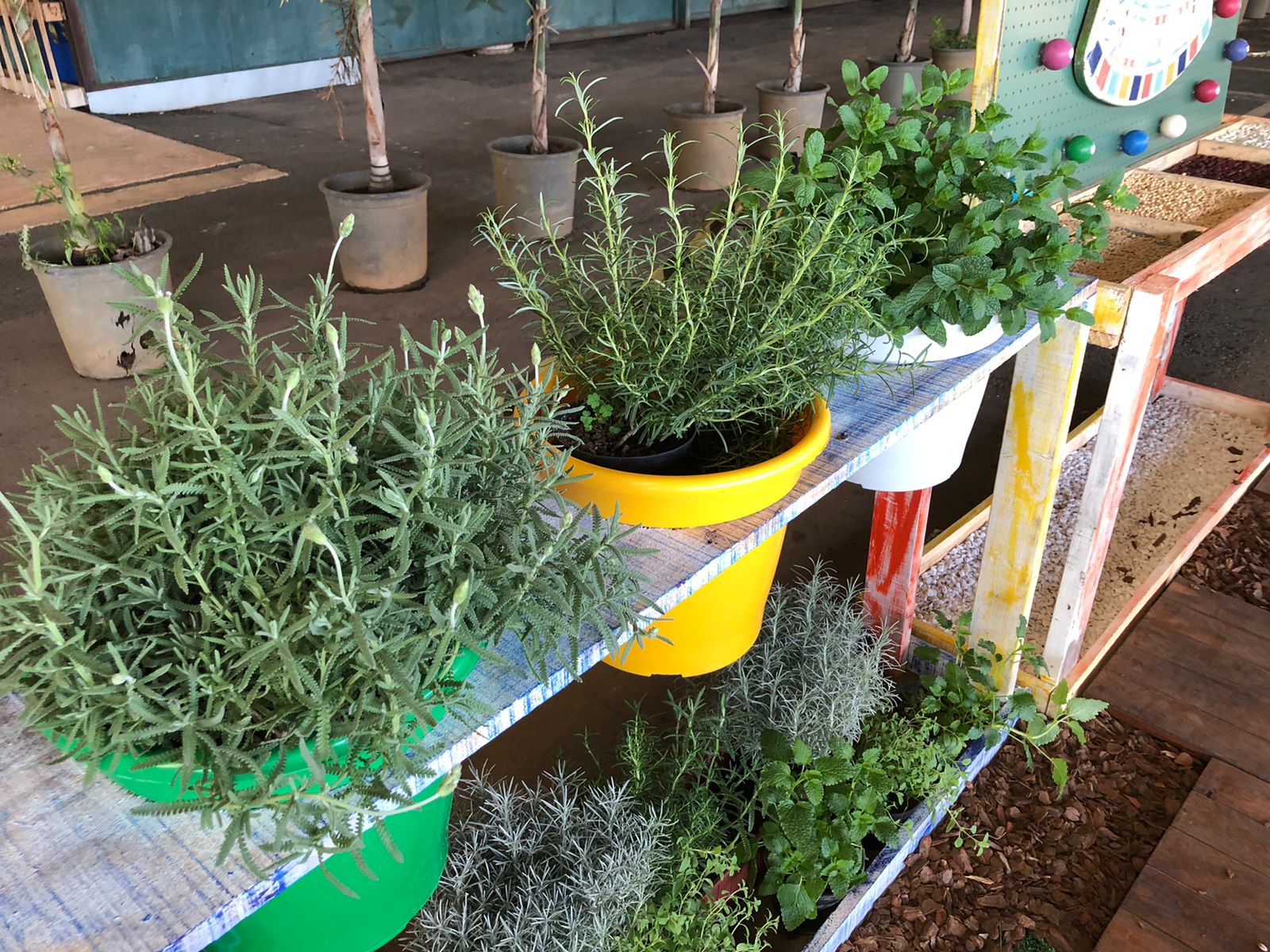 Ceasa Campinas abre jardim com acessibilidade