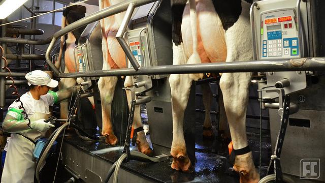 Preço do leite já subiu cerca de 30% em 2022