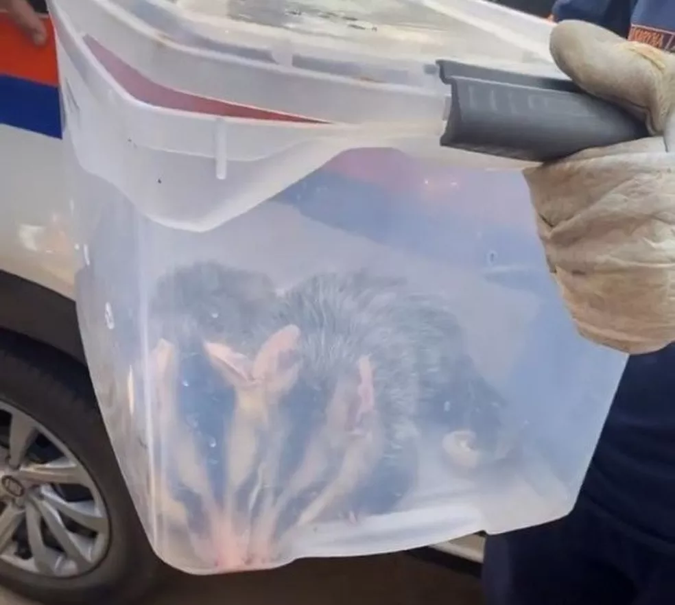 Saruês são resgatados pela Defesa Civil de Capivari