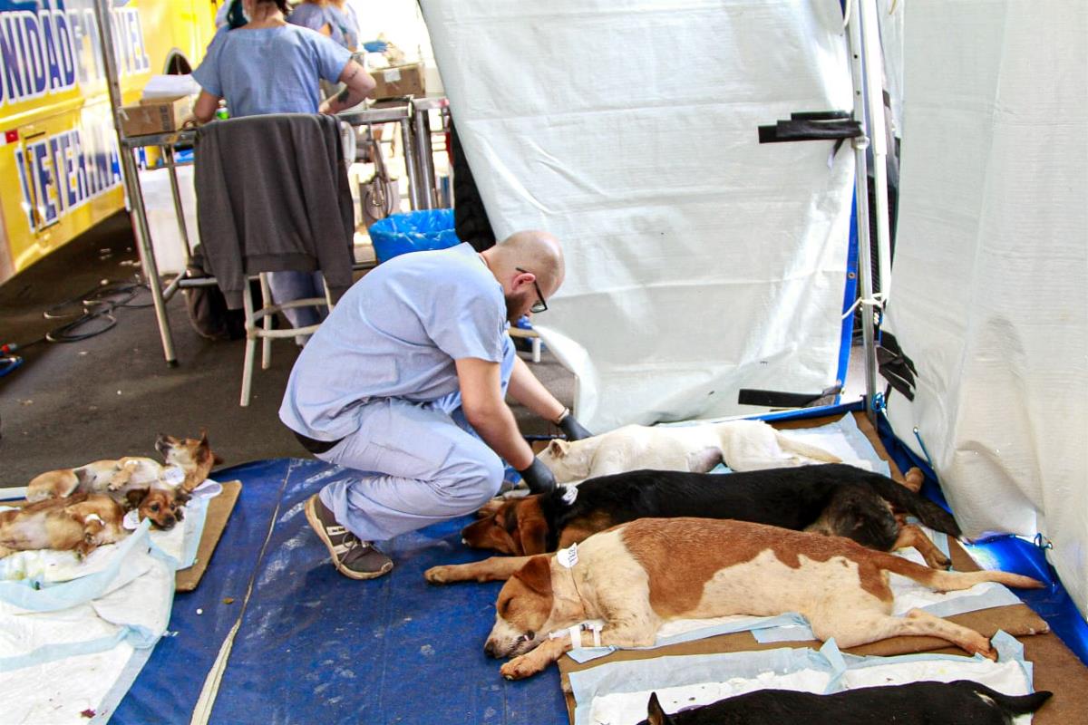 Paulínia abre inscrições para castração gratuita de animais