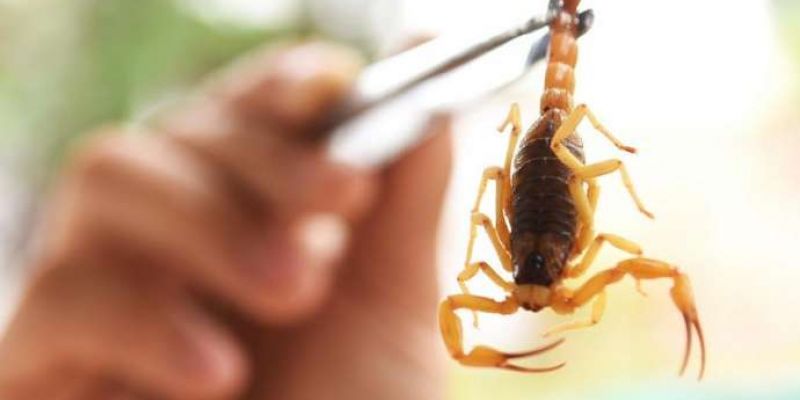 Com 626 acidentes com escorpiões em 2025, Piracicaba reforça orientação e prevenção