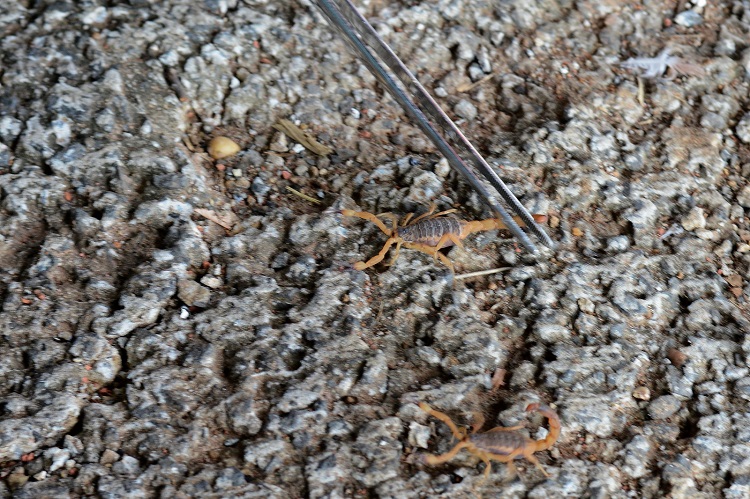 Piracicaba já passa dos 780 acidentes com escorpiões em 2022