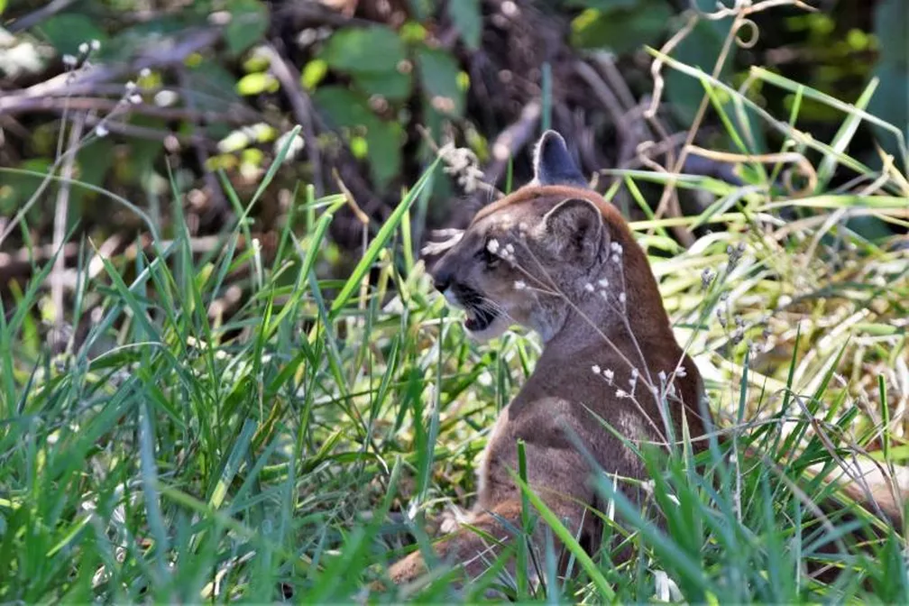 Onça que entrou no Madre Theodora pode ter vindo da Mata Santa Genebrinha