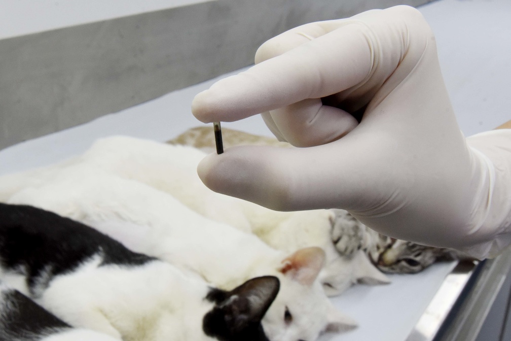 Tutores poderão microchipar seus animais, neste sábado, em Campinas 