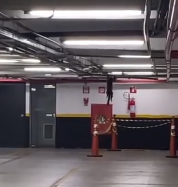 Joana, a macaca fujona do Bosque, está de volta