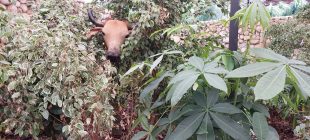 Programação da CBN Campinas "inaugura" Expoflora 2022