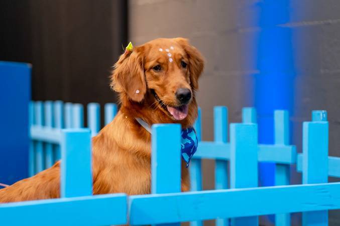 Pet Day reúne atrações para animais de estimação no Galleria Shopping