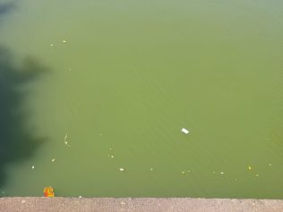 Cor esverdeada da água no Taquaral chama a atenção de frequentadores