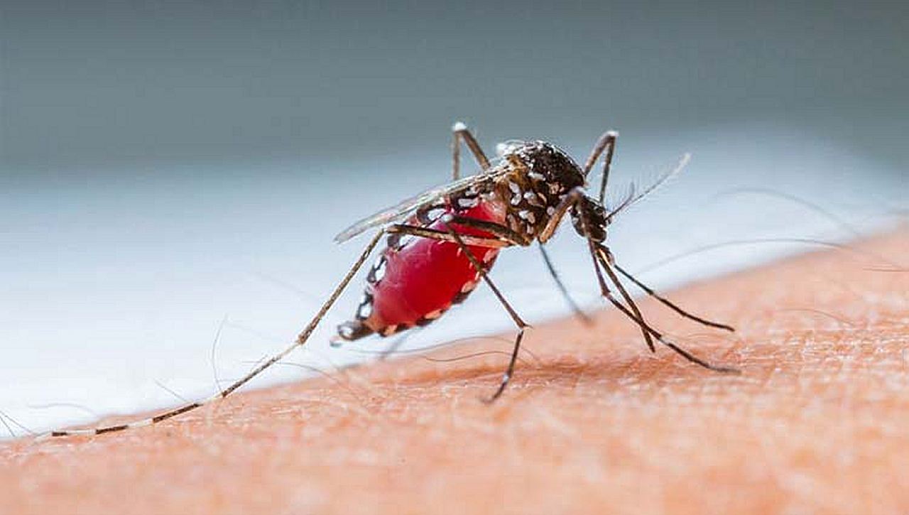 Limeira decreta estado de emergência para dengue