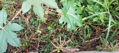 Entulho bloqueia fluxo de água do córrego do Piçarrão, na Vila Industrial