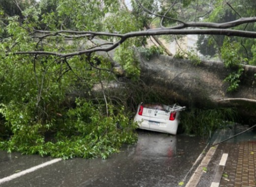 Secretário diz estranhar posição do MP sobre manejo de árvores