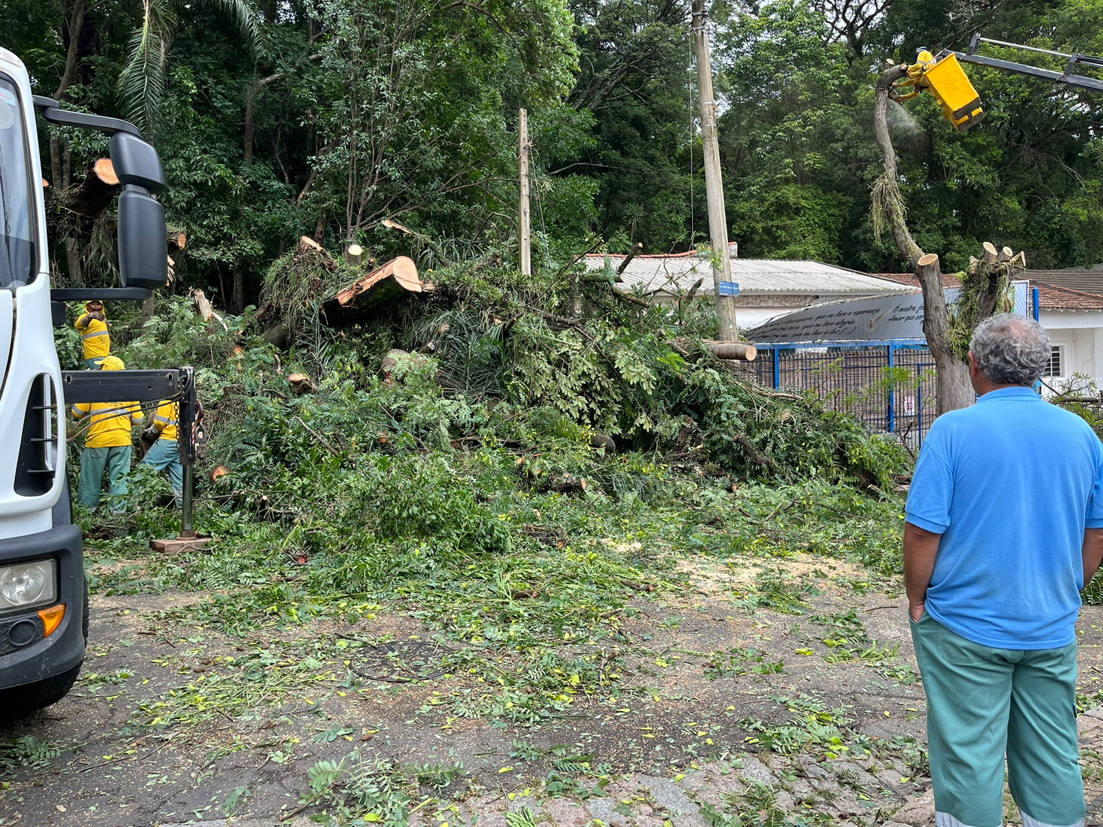 Mais uma árvore cai no Bosque dos Jequitibás em Campinas