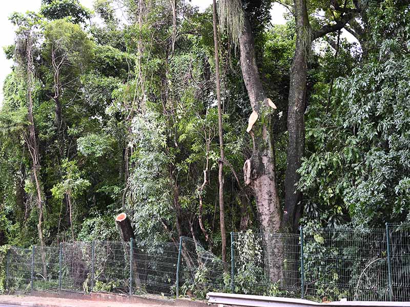 Serviços Públicos começa a verificar situação de árvores do Bosque