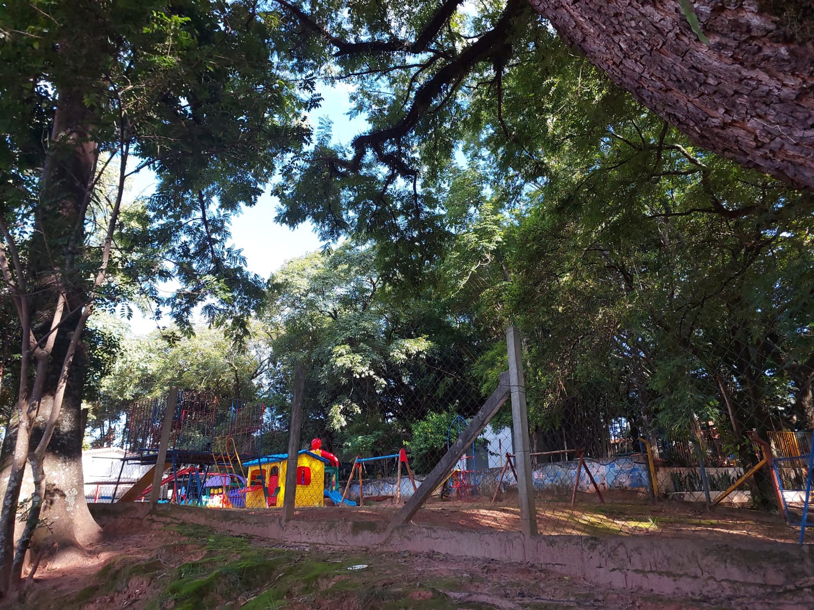 Árvores em escolas de Campinas preocupam pais e funcionários 