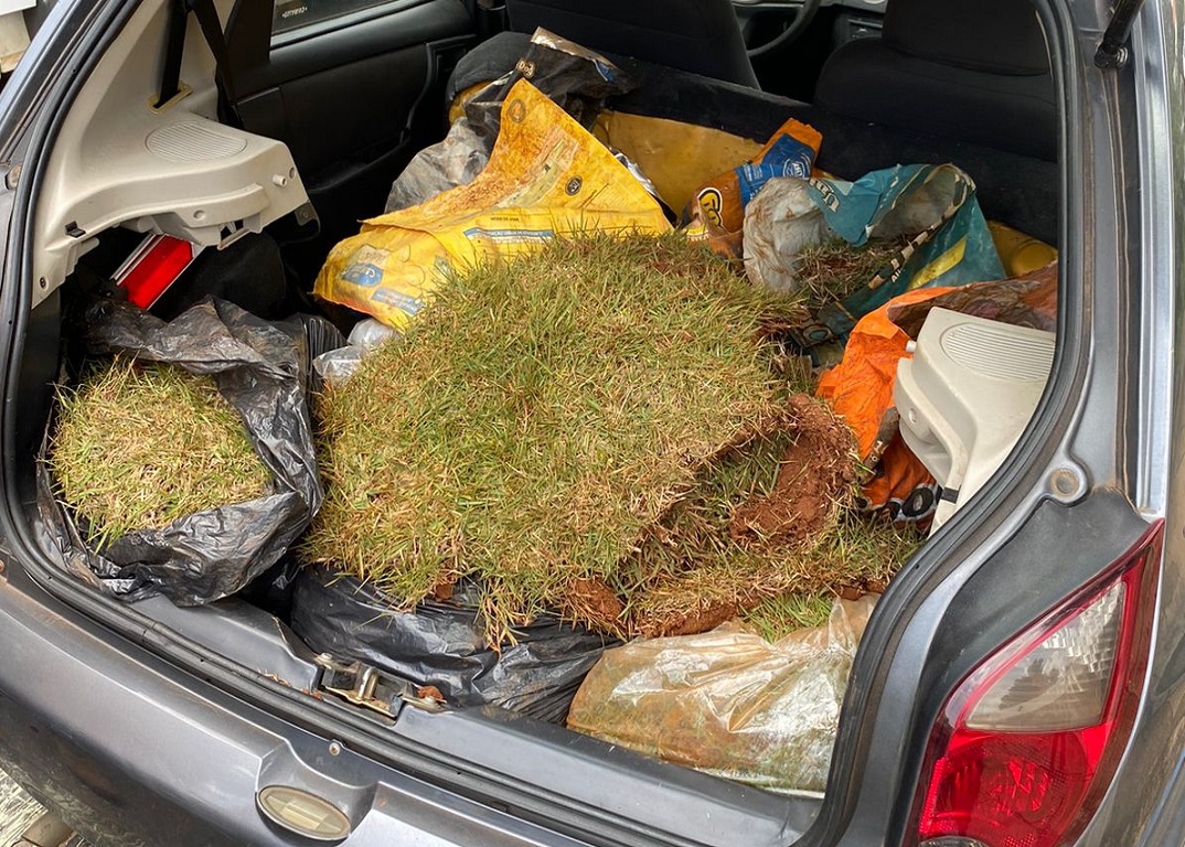 Comerciante é detido furtando grama de praça em obras em SBO