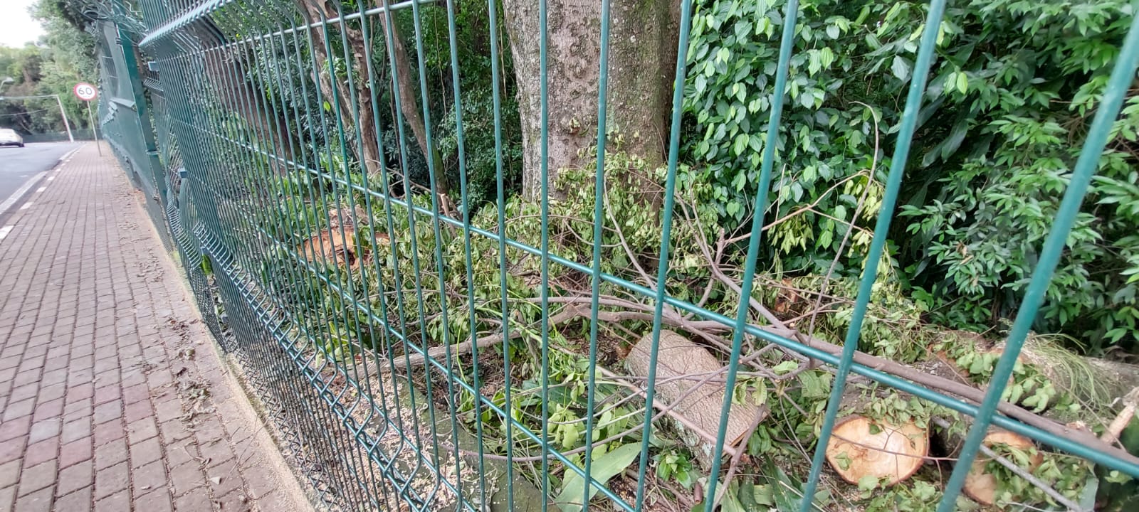 Comerciantes calculam prejuízos após bloqueio de via para poda de árvores