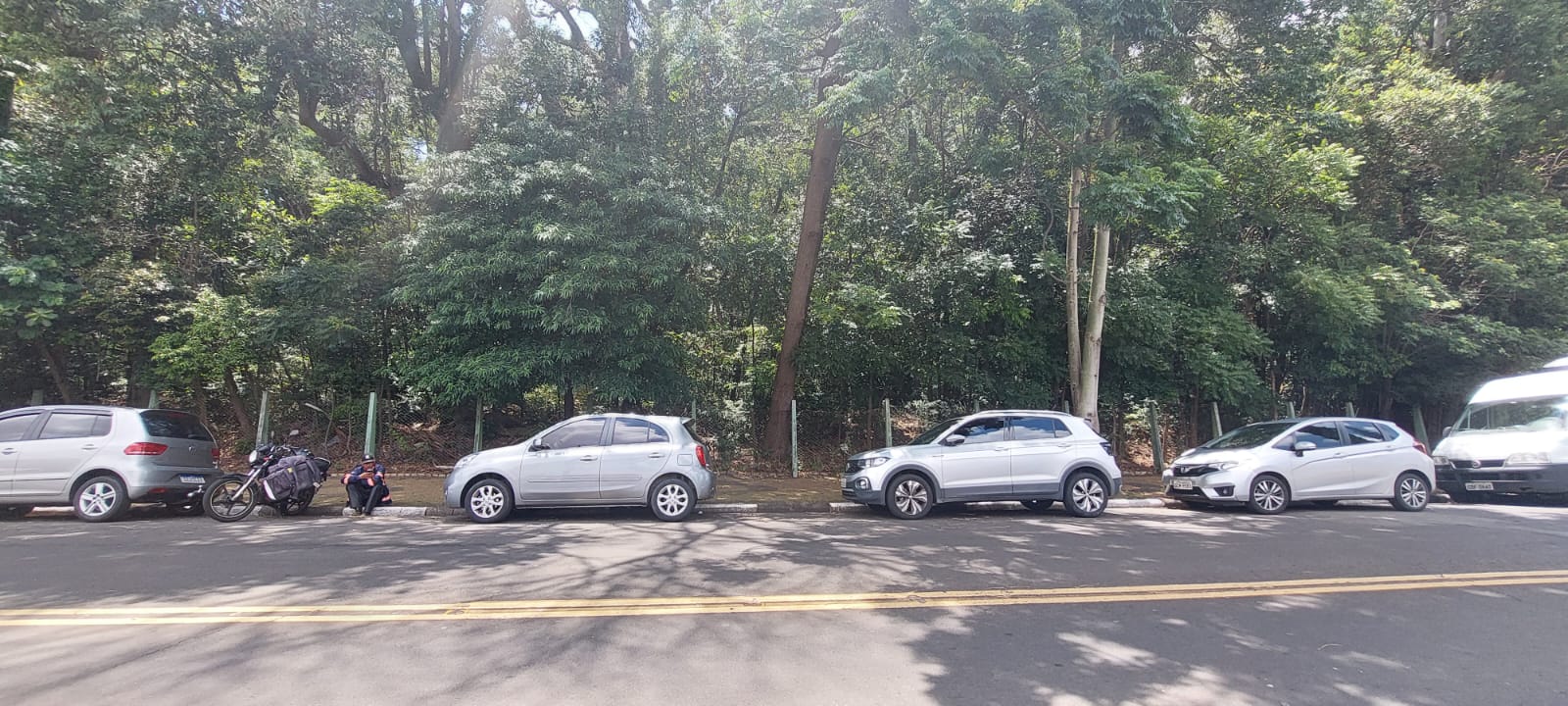 Gestores precisam informar onde há risco de queda de árvores, afirma pesquisador