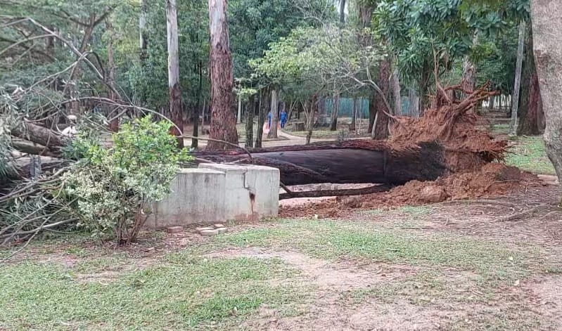 Polícia deve prorrogar inquérito que apura queda de eucalipto no Taquaral