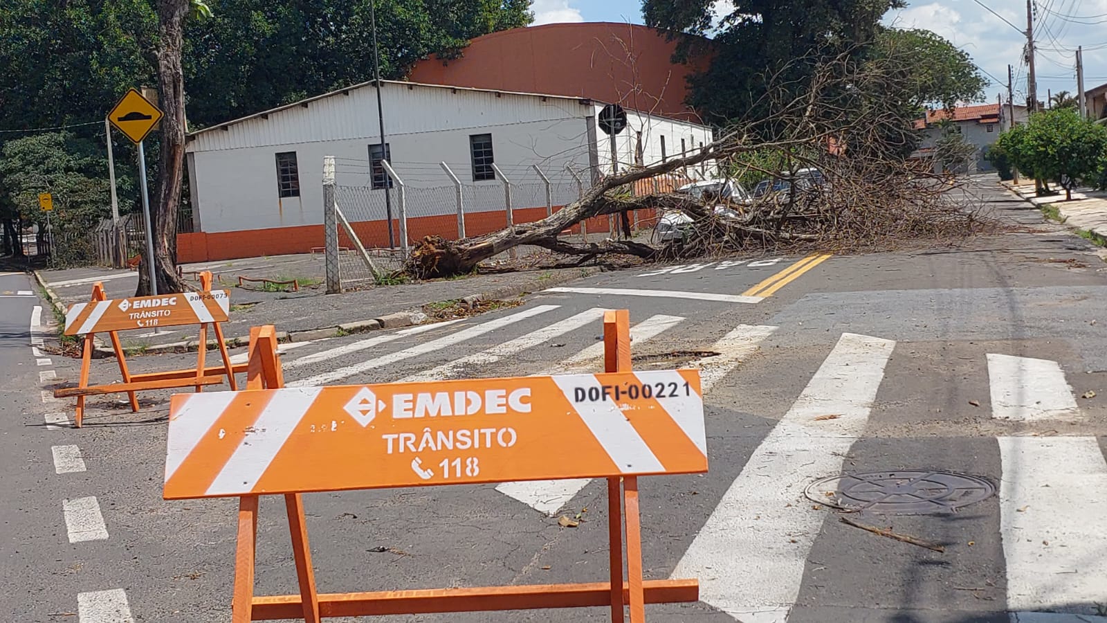 Queda de árvore bloqueia rua na região do Ouro Verde