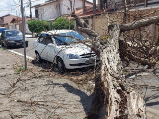 Queda de árvore bloqueia rua na região do Ouro Verde