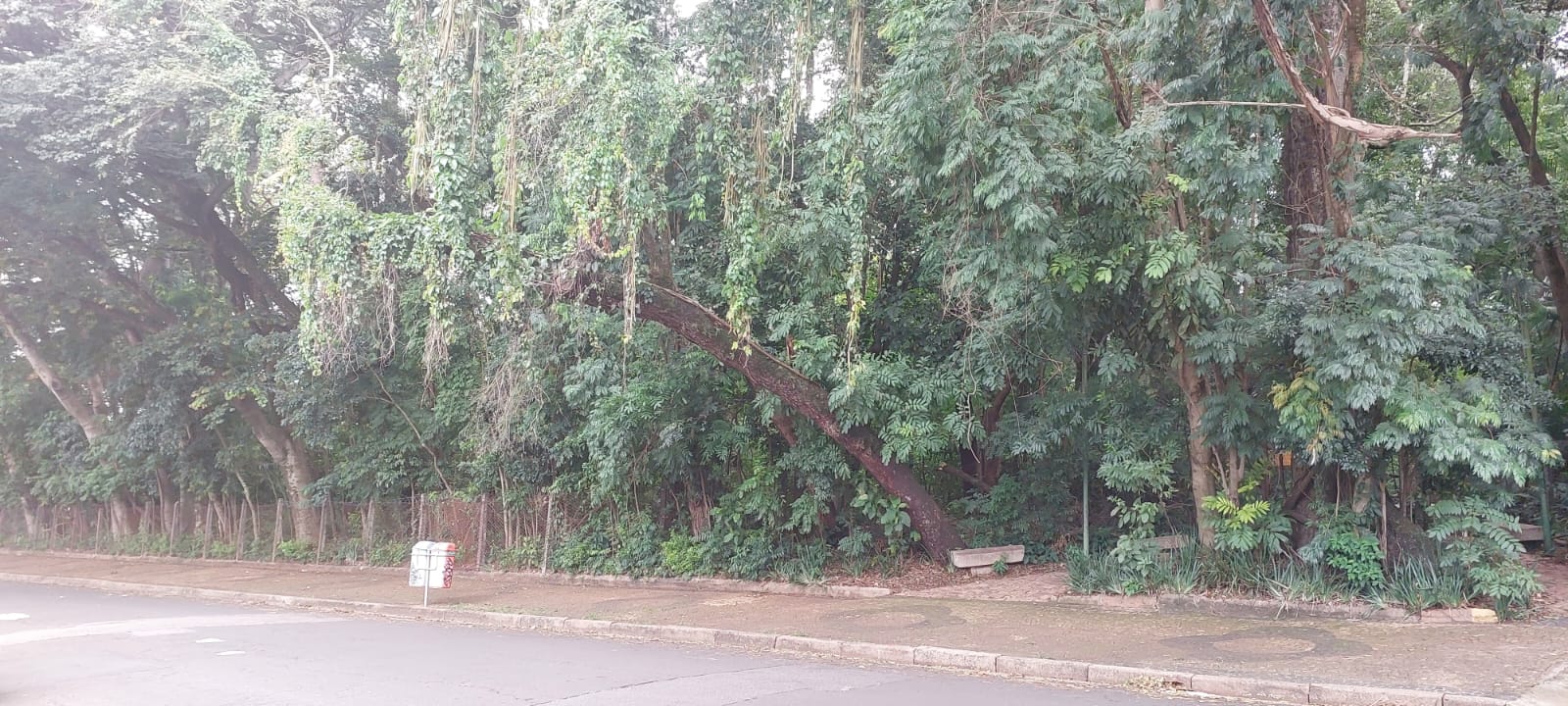 Moradores temem quedas de árvores dos bosques dos Alemães e dos Italianos