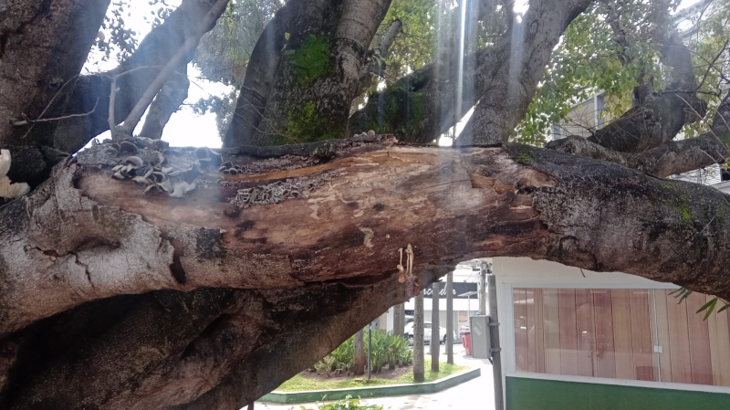 Duas árvores que correm o risco de cair vão ser retiradas em Vinhedo