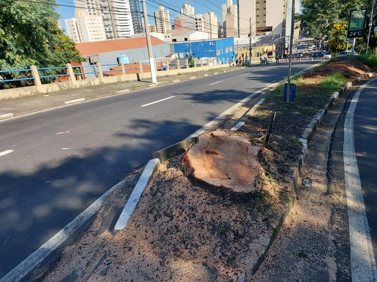 Comerciantes aprovam ação da prefeitura para extração de árvores
