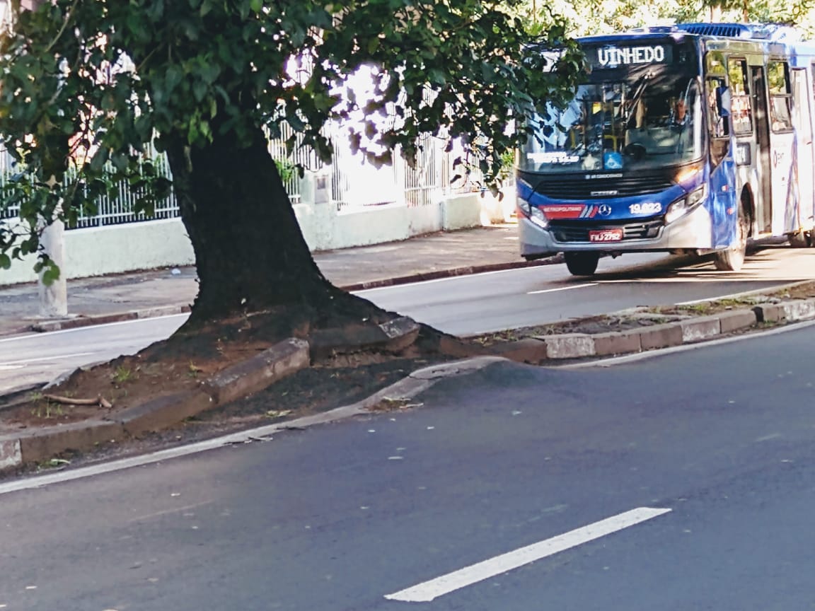 Campinas vai plantar novas árvores na Avenida Francisco Glicério
