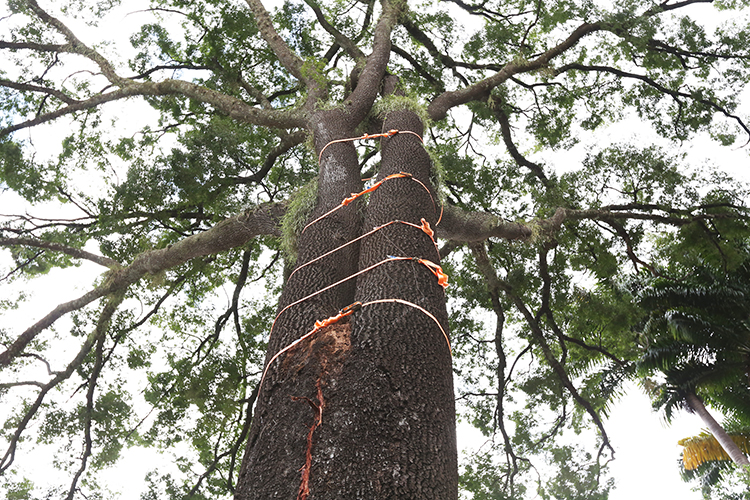 Manutenção do jequitibá-rosa atingido por raio na prefeitura começa