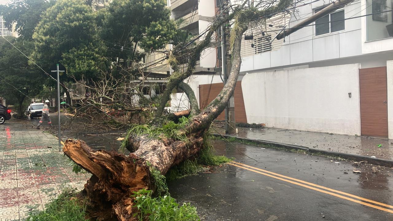 Queda de árvore bloqueia trânsito e apaga semáforos na região do Cambuí