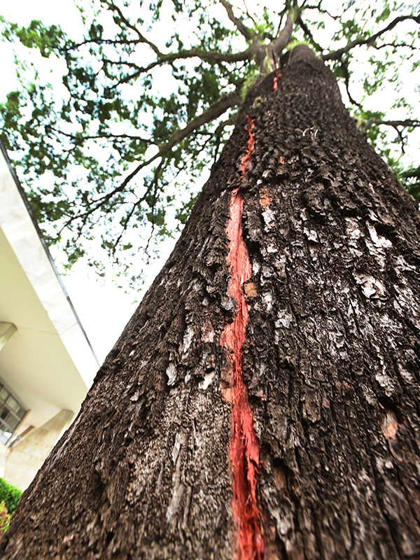 Raio atinge jequitibá-rosa em frente à Prefeitura de Campinas; árvore tem 200 anos